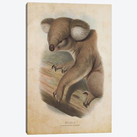 Vintage Koala Phascolarctos Cinereus Canvas Print #ADP3449} by Aged Pixel Canvas Art Print