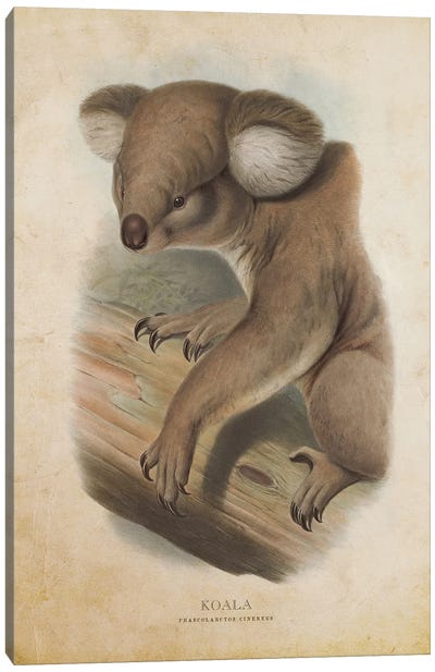 Vintage Koala Phascolarctos Cinereus Canvas Art Print - Koala Art