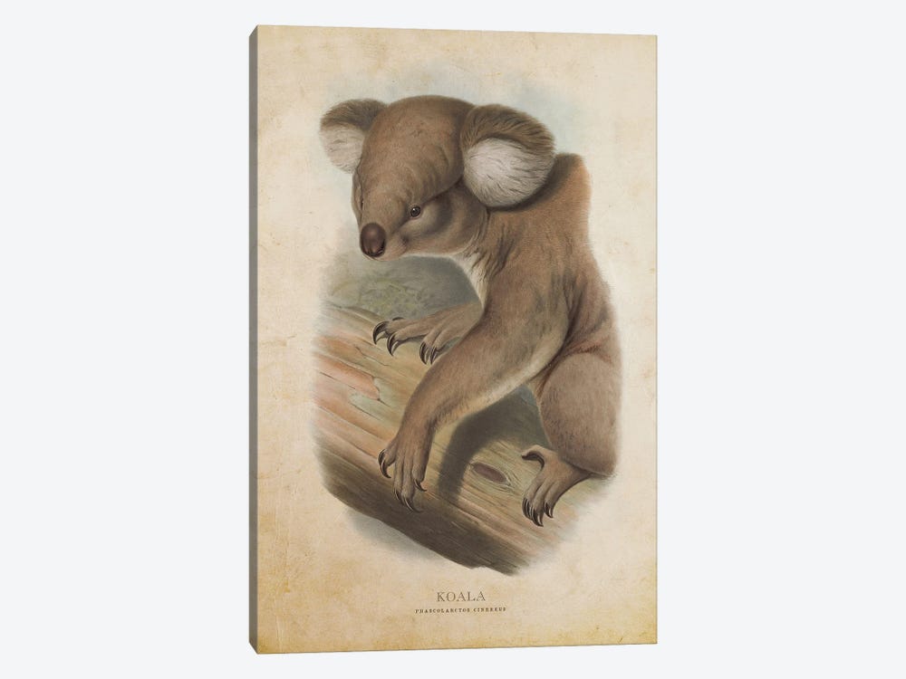 Vintage Koala Phascolarctos Cinereus by Aged Pixel 1-piece Canvas Wall Art