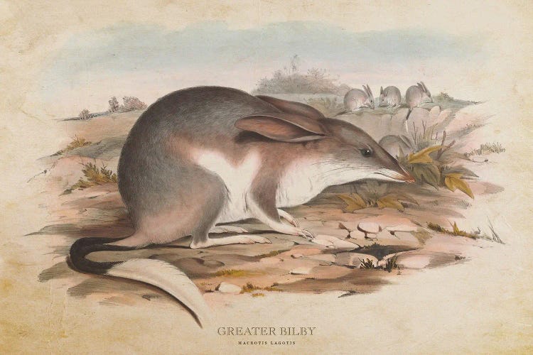 Vintage Greater Bilby by Aged Pixel wall art