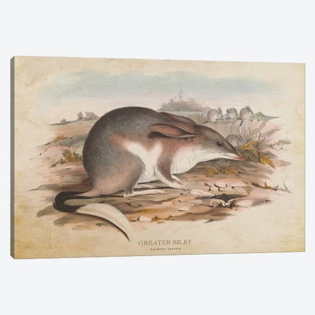 Vintage Greater Bilby Canvas Print #ADP3450} by Aged Pixel Canvas Art