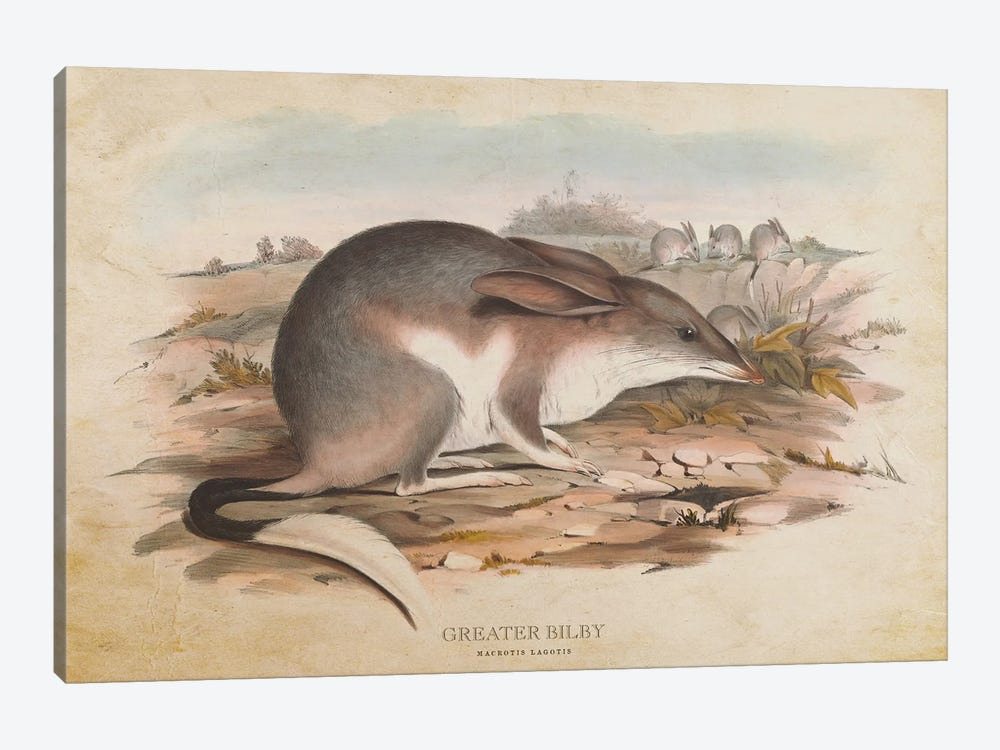 Vintage Greater Bilby by Aged Pixel 1-piece Canvas Wall Art