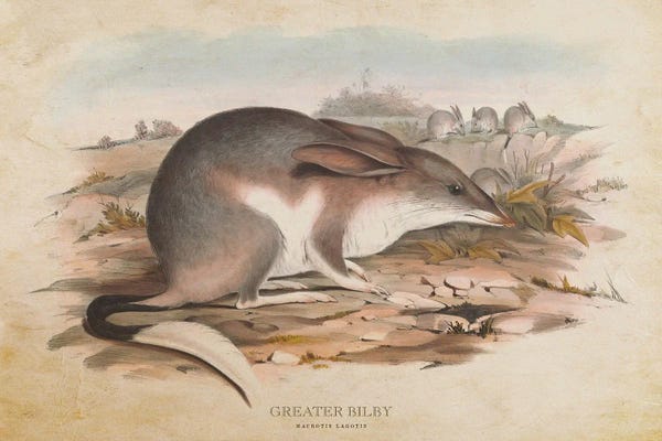 Vintage Animal Illustrations: Vintage Greater Bilby by Aged Pixel