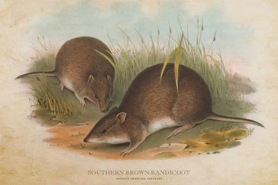 Vintage Southern Brown Bandicoot by Aged Pixel canvas print
