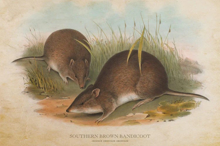 Vintage Southern Brown Bandicoot by Aged Pixel wall art
