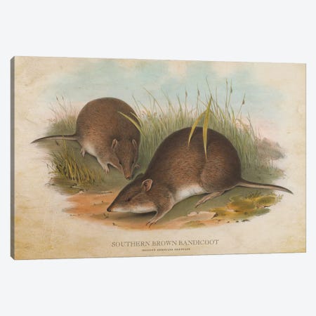 Vintage Southern Brown Bandicoot Canvas Print #ADP3451} by Aged Pixel Canvas Wall Art