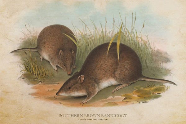 Vintage Animal Illustrations: Vintage Southern Brown Bandicoot by Aged Pixel