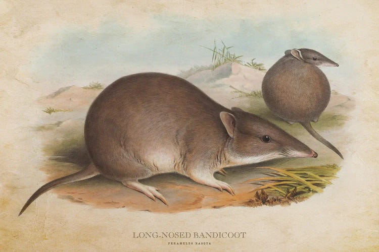Vintage Long-Nosed Bandicoot by Aged Pixel wall art