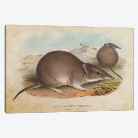 Vintage Long-Nosed Bandicoot Canvas Print #ADP3452} by Aged Pixel Canvas Wall Art