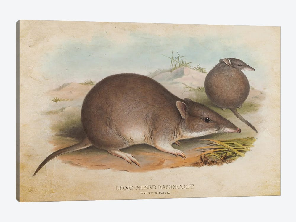 Vintage Long-Nosed Bandicoot by Aged Pixel 1-piece Canvas Wall Art