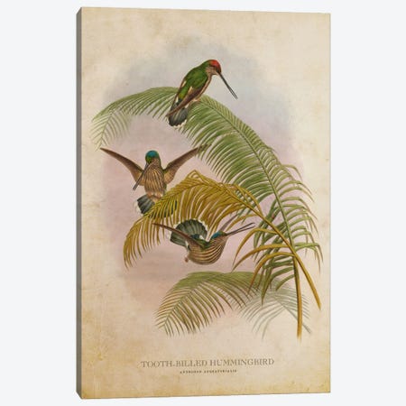 Vintage Tooth-Billed Hummingbird Canvas Print #ADP3453} by Aged Pixel Canvas Artwork