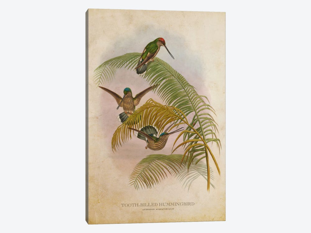Vintage Tooth-Billed Hummingbird by Aged Pixel 1-piece Canvas Art Print