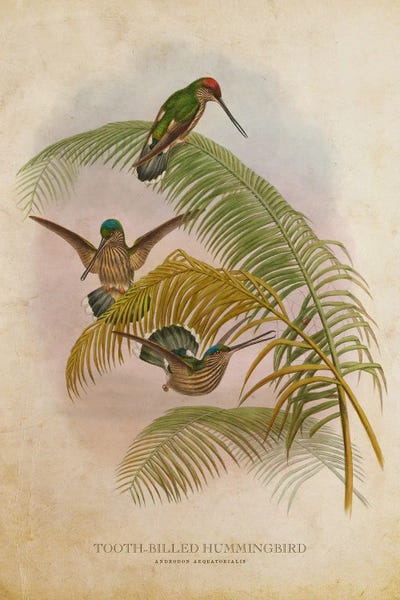 Hummingbirds: Vintage Tooth-Billed Hummingbird by Aged Pixel