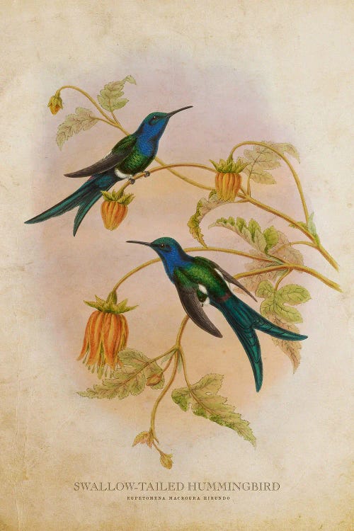 Vintage Swallow-Tailed Hummingbird