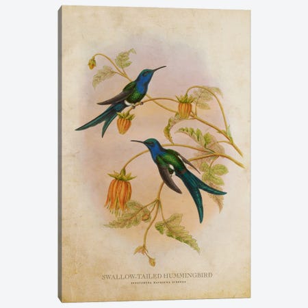 Vintage Swallow-Tailed Hummingbird Canvas Print #ADP3454} by Aged Pixel Canvas Print