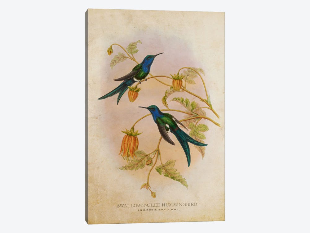 Vintage Swallow-Tailed Hummingbird by Aged Pixel 1-piece Canvas Artwork