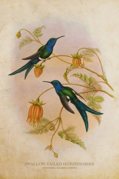 Hummingbirds: Vintage Swallow-Tailed Hummingbird by Aged Pixel