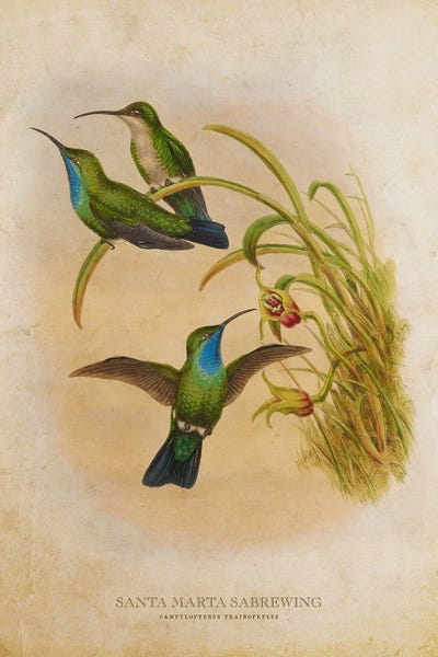 Vintage Santa Marta Sabrewing by Aged Pixel canvas print