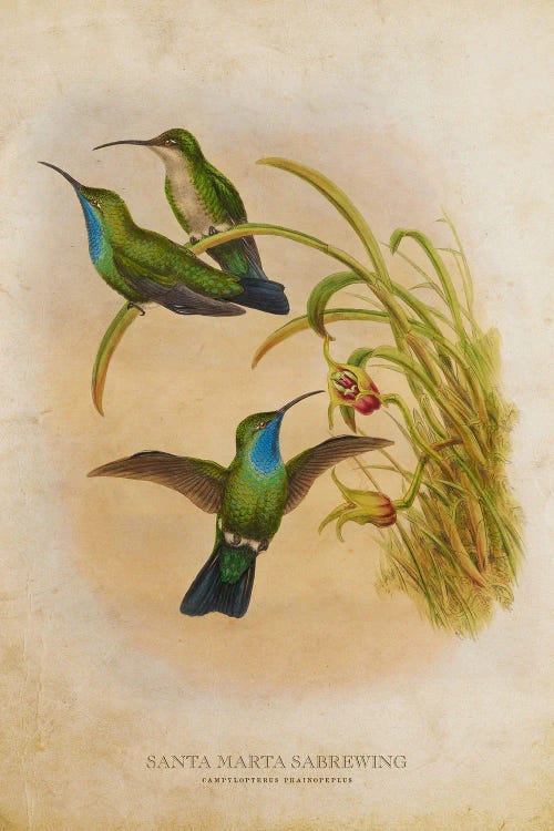 Vintage Santa Marta Sabrewing by Aged Pixel wall art