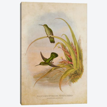 Vintage Many-Spotted Hummingbird Canvas Print #ADP3456} by Aged Pixel Art Print