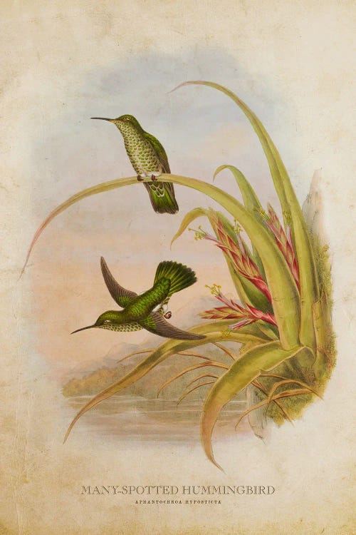 Vintage Many-Spotted Hummingbird