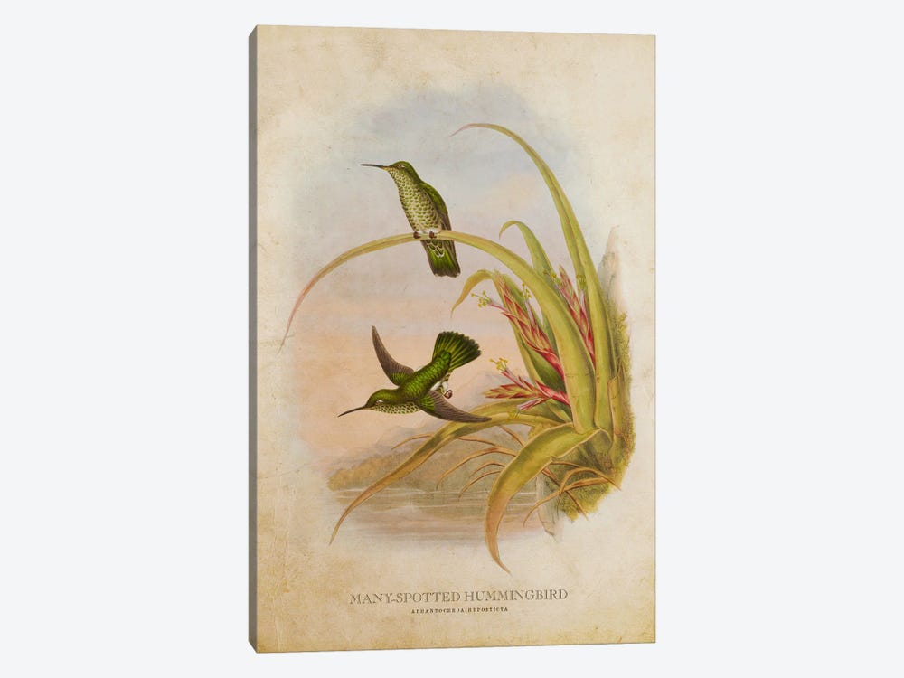 Vintage Many-Spotted Hummingbird by Aged Pixel 1-piece Canvas Art