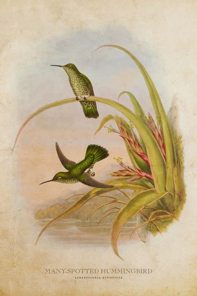 Hummingbirds: Vintage Many-Spotted Hummingbird by Aged Pixel