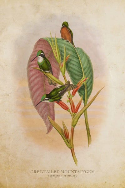 Vintage Grey-Tailed Mountaingem by Aged Pixel canvas print