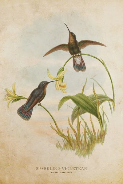 Vintage Sparkling Violetear by Aged Pixel canvas print