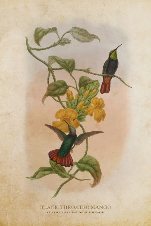 Vintage Black-Throated Mango