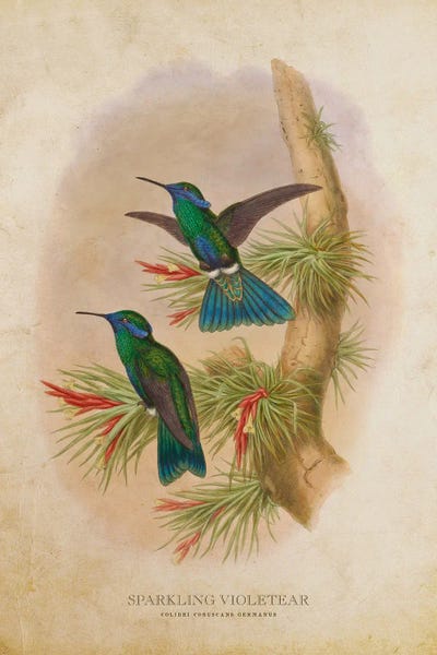 Vintage Colibri Coruscans Germanus by Aged Pixel canvas print