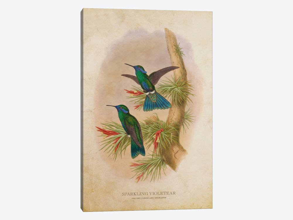 Vintage Colibri Coruscans Germanus by Aged Pixel 1-piece Canvas Artwork