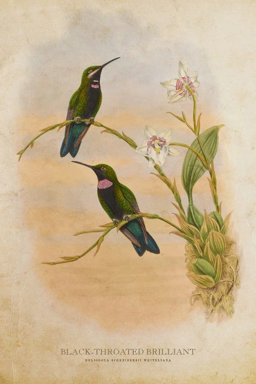 Vintage Black-Throated Brilliant by Aged Pixel wall art