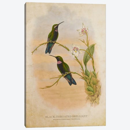 Vintage Black-Throated Brilliant Canvas Print #ADP3464} by Aged Pixel Canvas Art