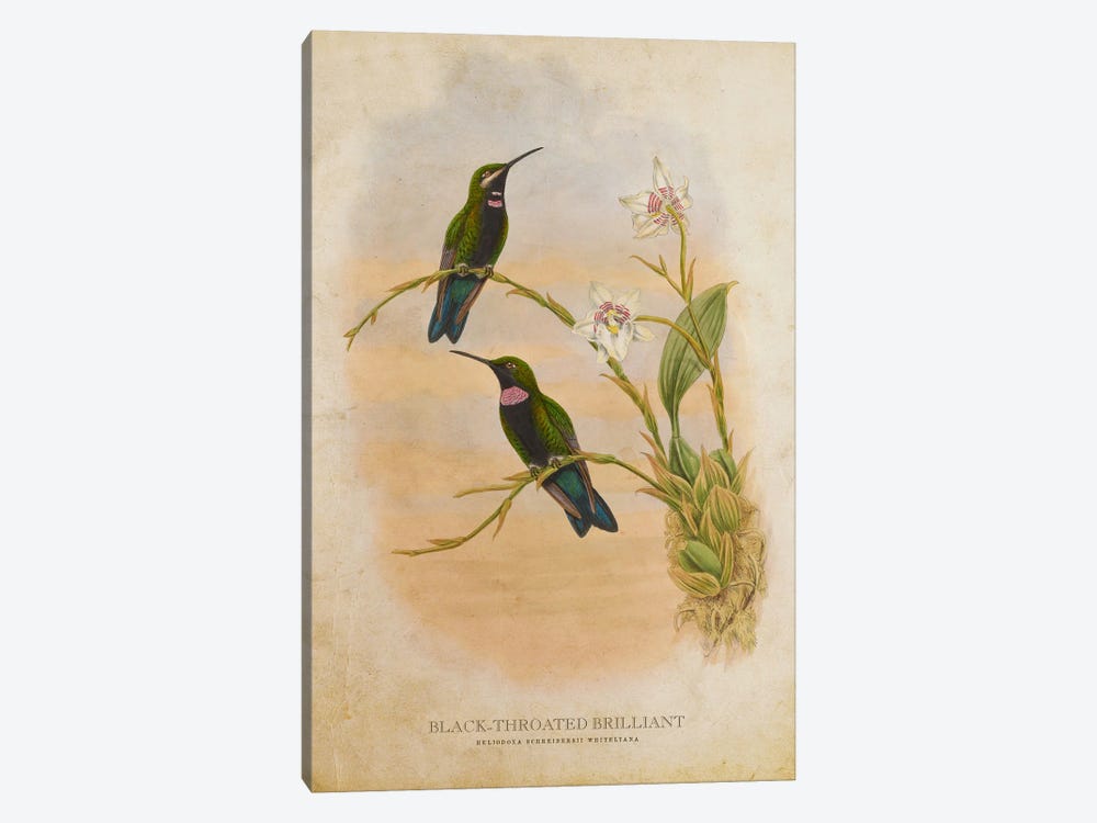 Vintage Black-Throated Brilliant by Aged Pixel 1-piece Canvas Print