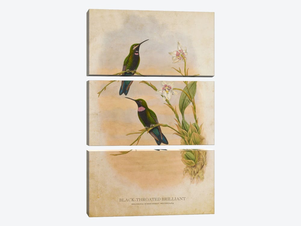 Vintage Black-Throated Brilliant by Aged Pixel 3-piece Canvas Print