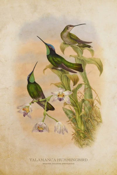 Vintage Talamanca Hummingbird by Aged Pixel multi panel art