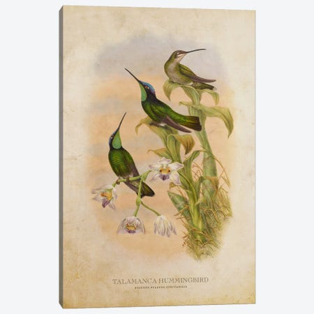 Vintage Talamanca Hummingbird Canvas Print #ADP3465} by Aged Pixel Canvas Artwork