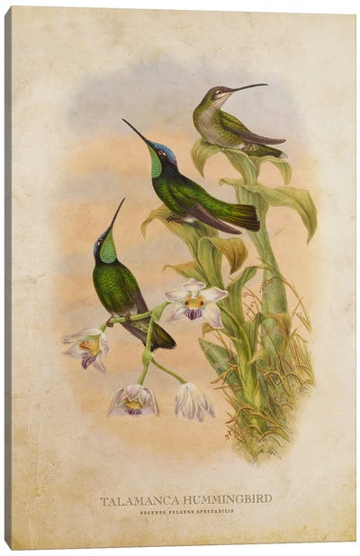Vintage Talamanca Hummingbird Canvas Art Print - Animal Illustrations
