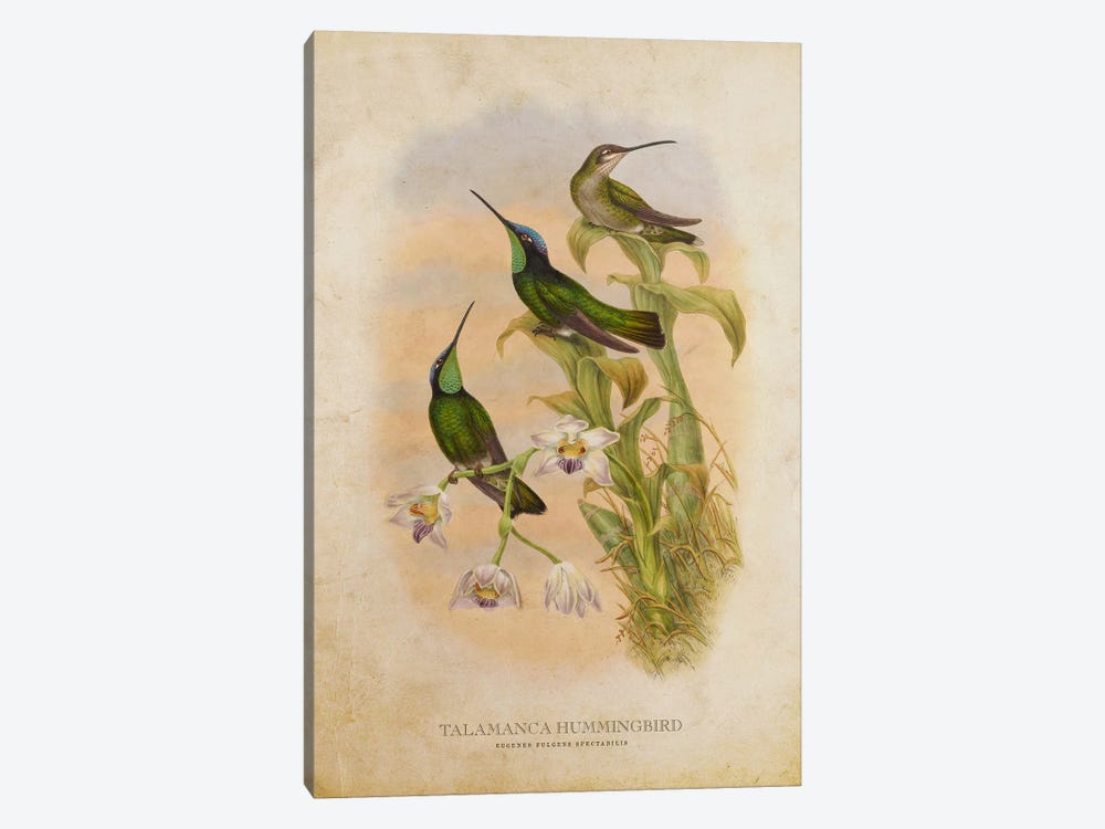 Vintage Talamanca Hummingbird by Aged Pixel 1-piece Canvas Artwork