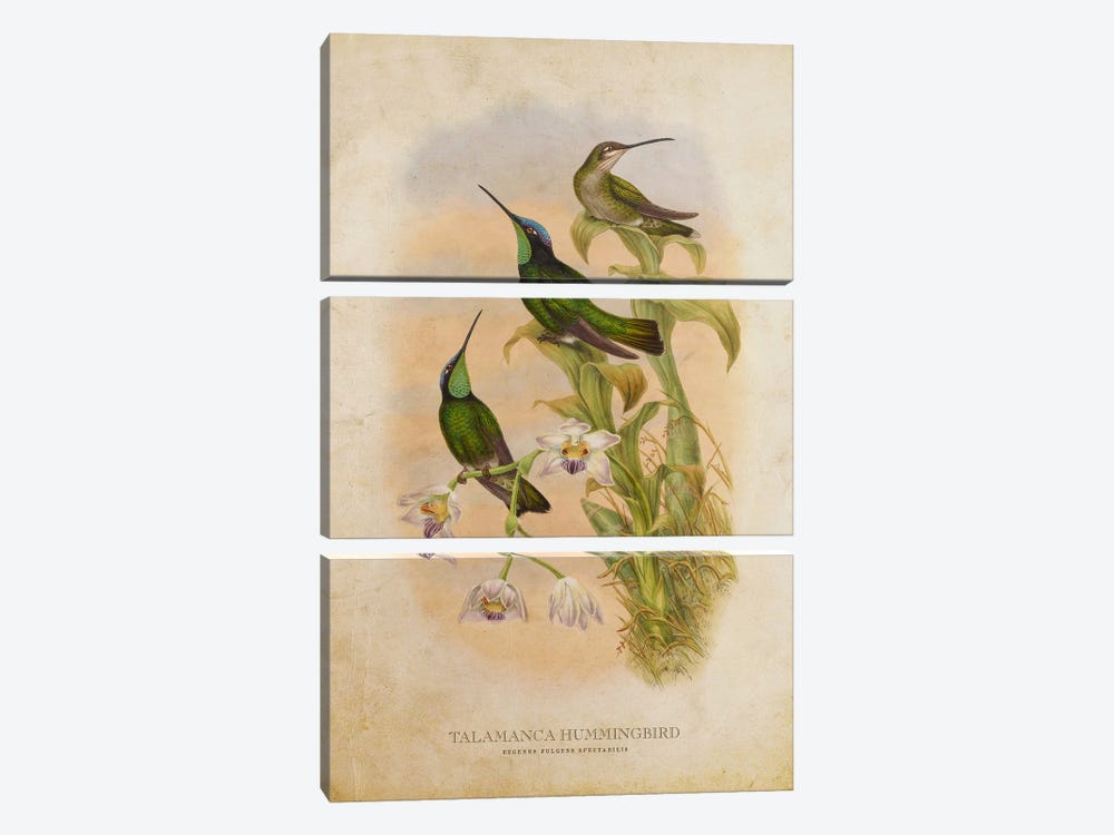 Vintage Talamanca Hummingbird by Aged Pixel 3-piece Canvas Artwork