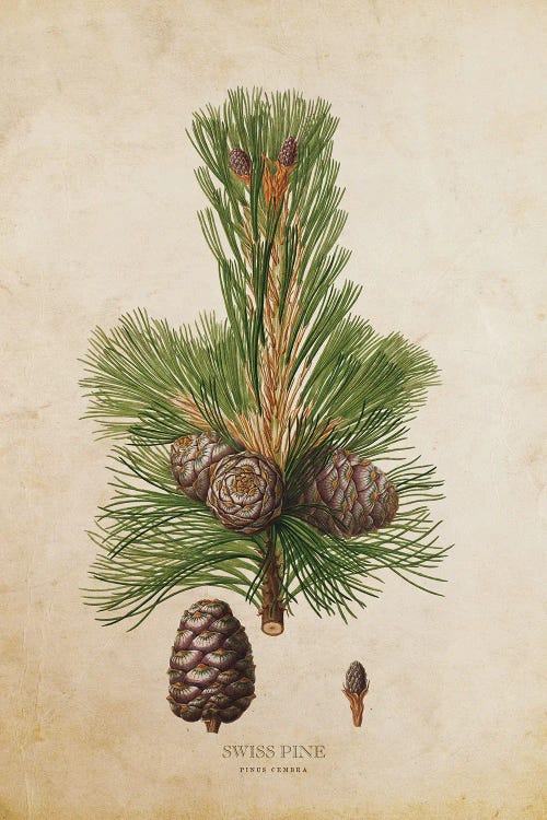 Vintage Swiss Pine Tree