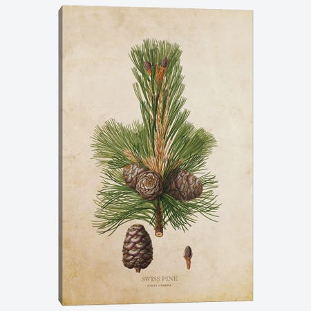 Vintage Swiss Pine Tree Canvas Print #ADP3466} by Aged Pixel Canvas Art
