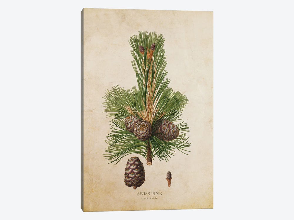 Vintage Swiss Pine Tree by Aged Pixel 1-piece Canvas Art Print