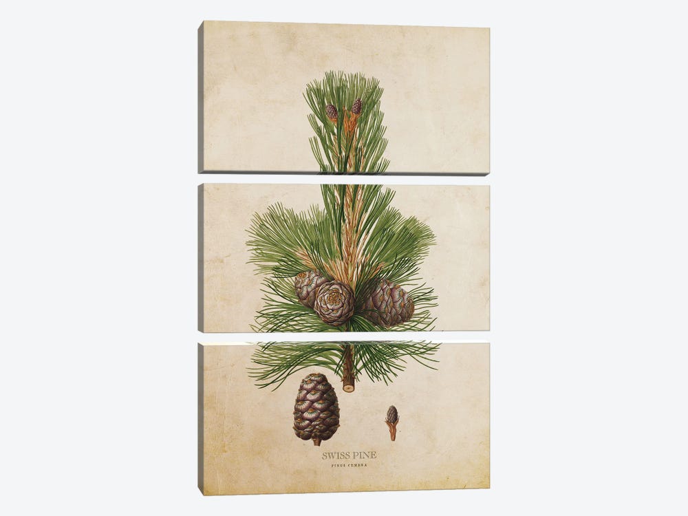 Vintage Swiss Pine Tree by Aged Pixel 3-piece Canvas Art Print