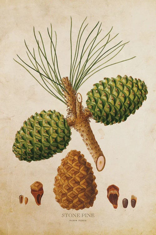 Vintage Stone Pine Tree Cone