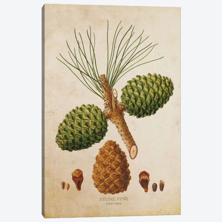 Vintage Stone Pine Tree Cone Canvas Print #ADP3467} by Aged Pixel Canvas Art