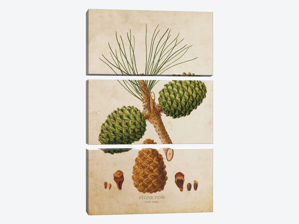 Vintage Stone Pine Tree Cone by Aged Pixel 3-piece Canvas Artwork