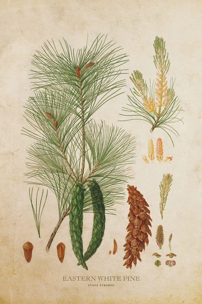 Vintage Botanical Illustrations: Eastern White Pine Tree Cone by Aged Pixel