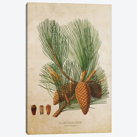 Vintage Maritime Pine Tree Cone Canvas Print #ADP3469} by Aged Pixel Canvas Art Print